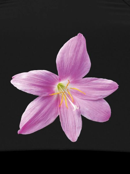 pink_rain_lily_botanical_print_gift_for_her