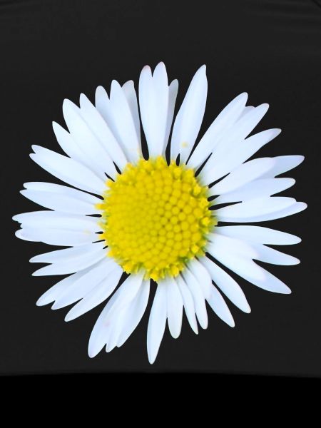 Gänseblümchen