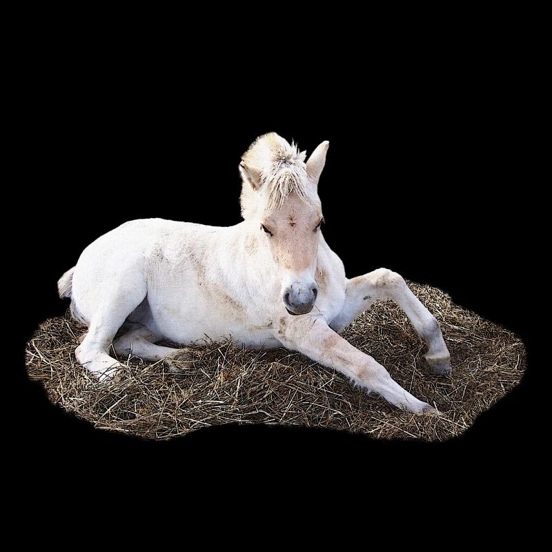 Poulain couché en paille, dessins d’animaux pour bébés
