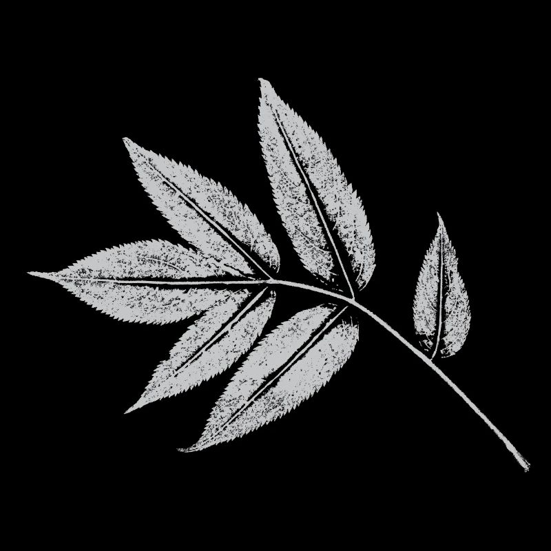 Leaf Ash - Nature & Forest Botanical