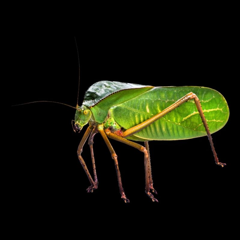 ma Katydid géante à capuchon. Photo de la nature, pas de graphisme