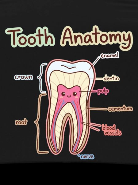 Tooth Anatomy Dental Assistant Dentist