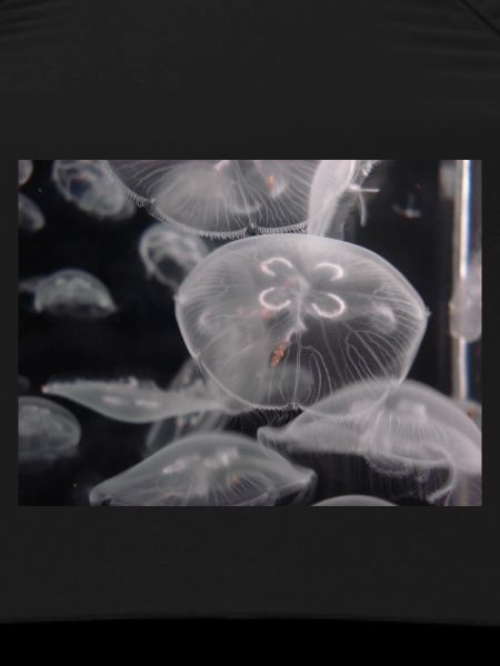Jellyfish