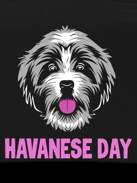 Havaneser Hund