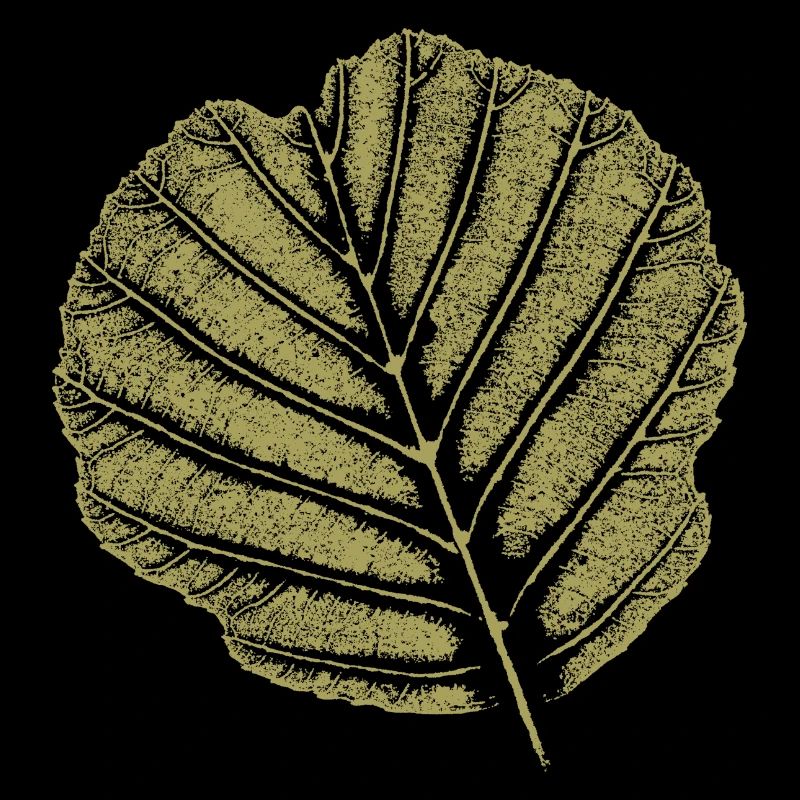 Aulne à feuilles / KHAKI
