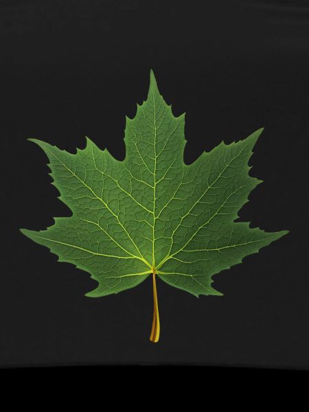 FEUILLE D'ÉRABLE