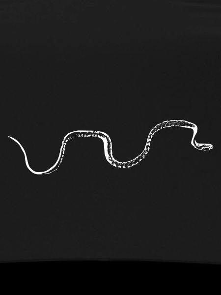 Snake white