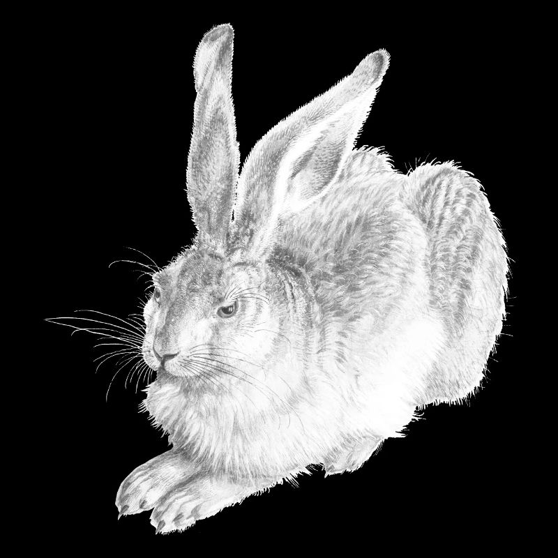 LAPIN BLANC | Lièvre des neiges d’après Albrecht Dürer