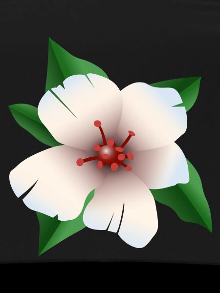 Hibiscus - Hibiscus flower