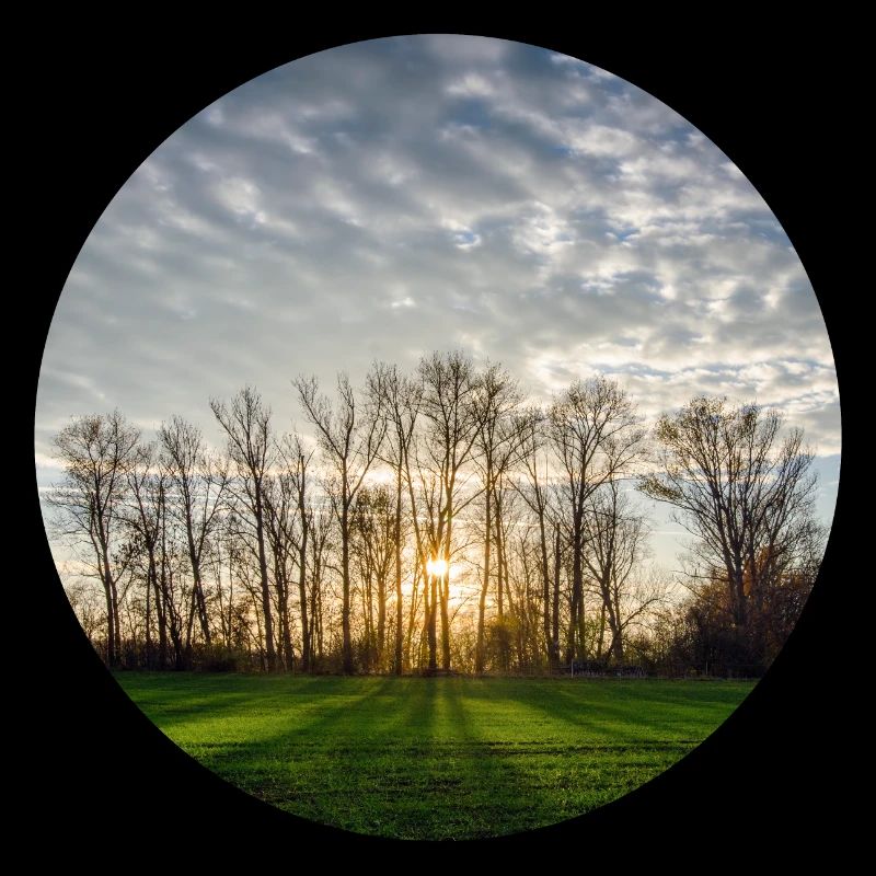 Sunlight in spring