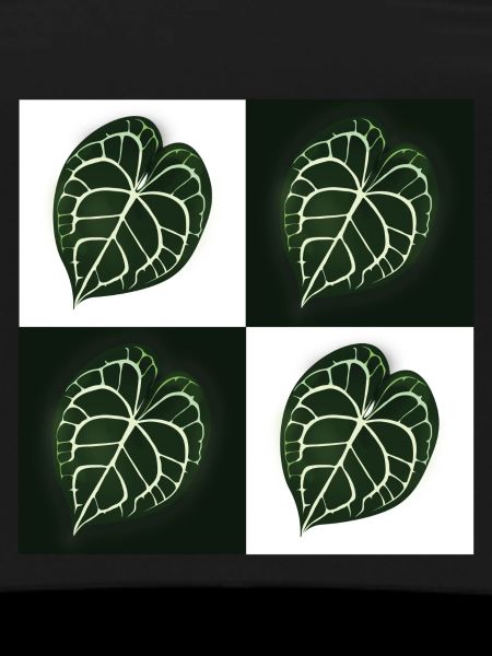Anthurium Clarinervium