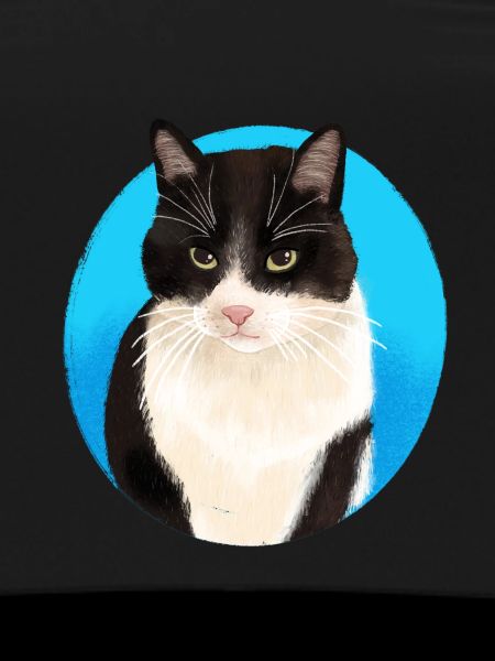 Black White Cat
