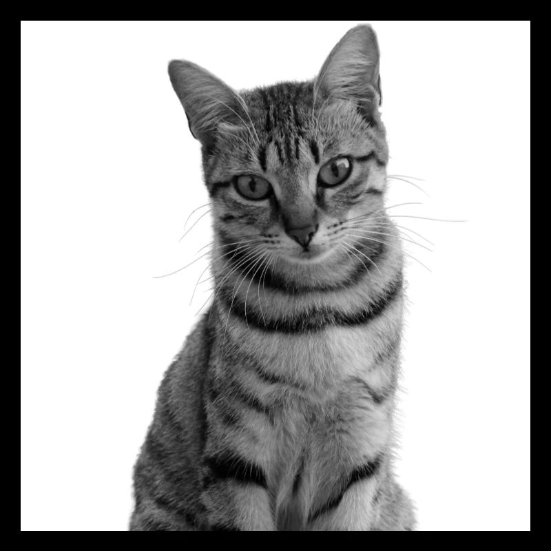 Chat blanc Chat Chat blanc Cadeau