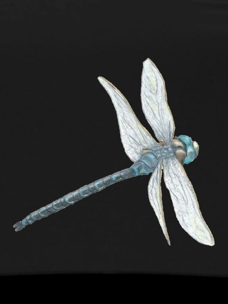 Illustration de libellule sarcelle