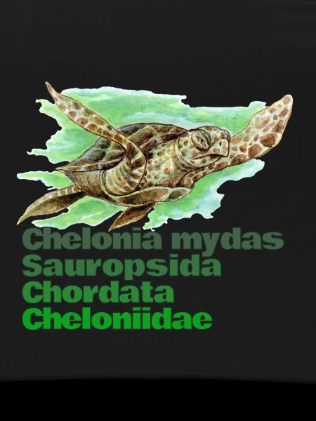 GREEN SEA TURTLE