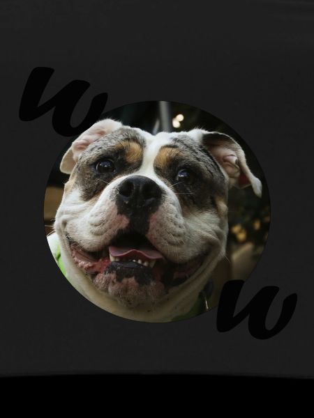 Bulldog