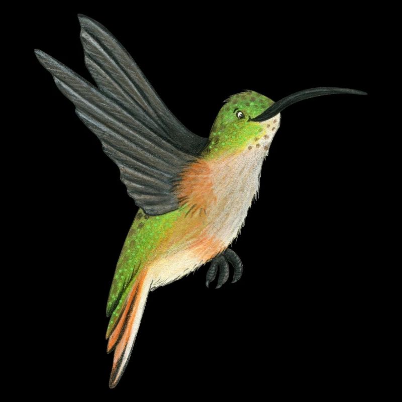 Colibri