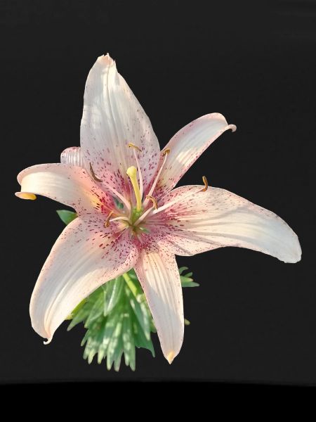 PINK LILY
