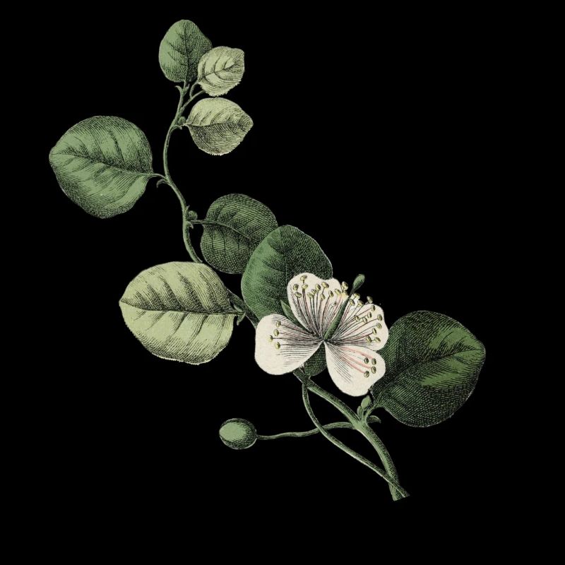 Letter C Botanical Green