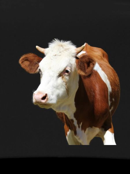 Cow