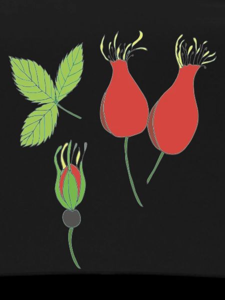 rose hip
