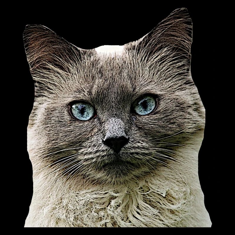 Chat Chat cat Cats Tête de chat