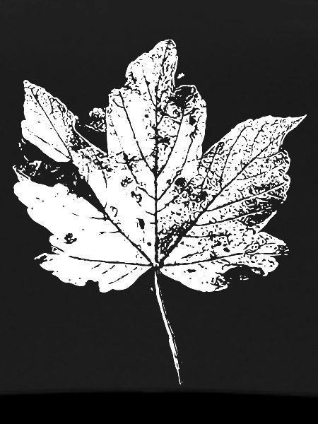 Leaf Autumn Leaf Foliage Autumn