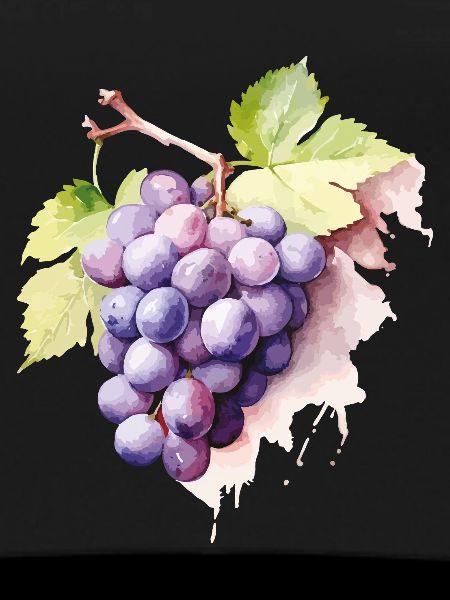 Grappe d’aquarelle de raisins