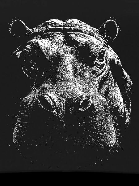 Hippopotame