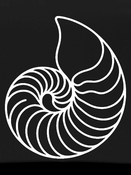 Nautilus Spirale Linienkunst