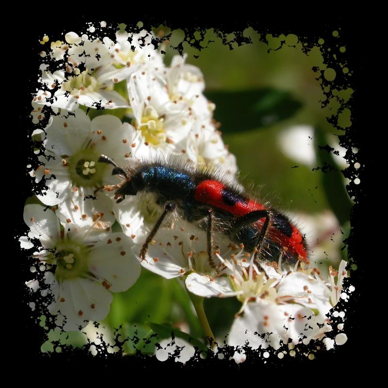 The bee beetle or beewolf is a predatory insect