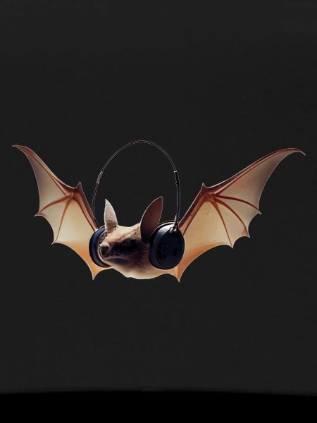 Bats have keen hearing