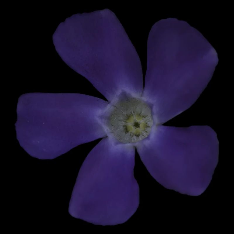 Fleur pourpre pervenche