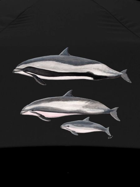 Fraser dolphin - Fraser's dolphin - Dauphin