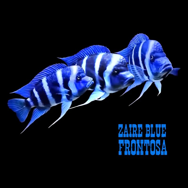 FRONTOSA BLUE ZAÏRE - AQUARIOPHILE FRONTOSA CICHLIDÉ
