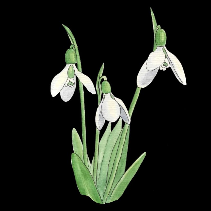 Perce-neige