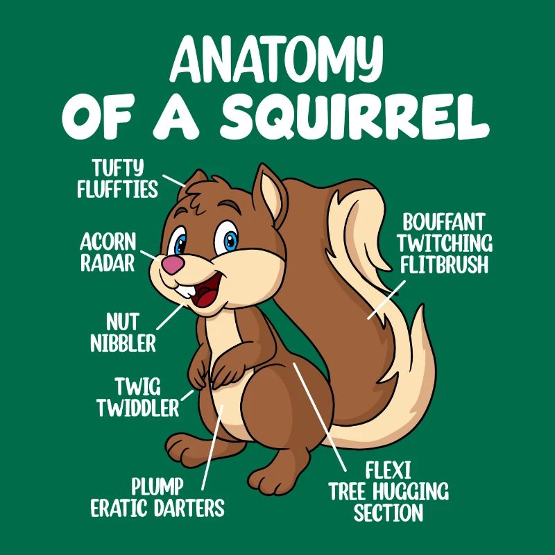 Anatomie eines Eichhörnchens