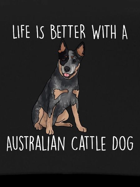 Bouvier australien