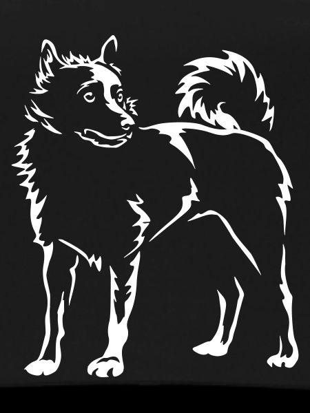 Schipperke "Black Edition"