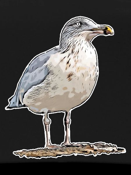 Gull