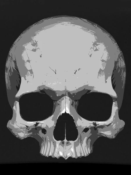 Skull Illustration