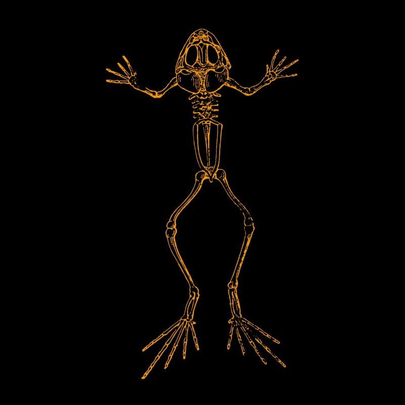 Frosch Skelett