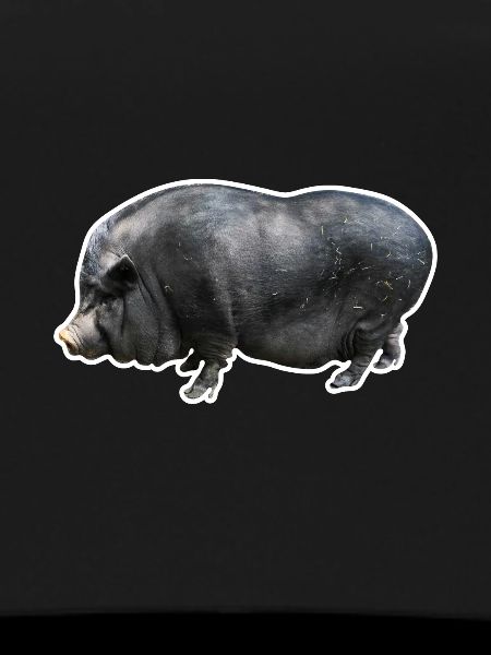 Hanging-bellyed pig pig