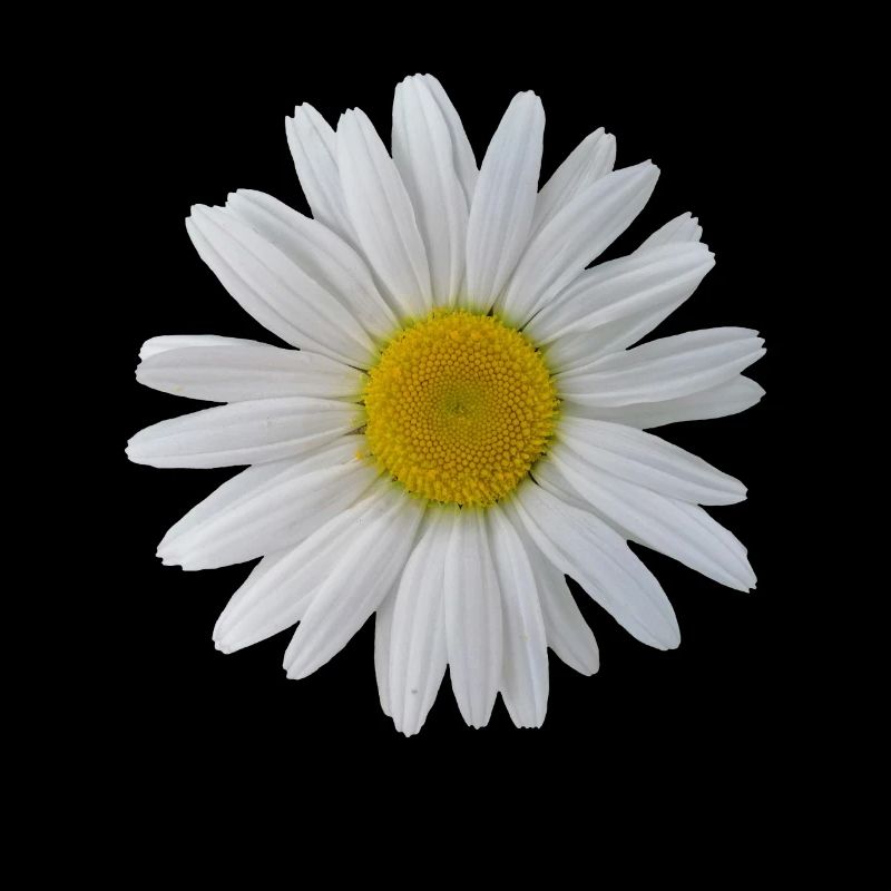 Fleurs marraines fleur, fleurs, fleur, floral