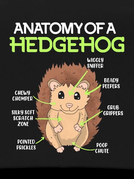 Anatomie d’un hérisson