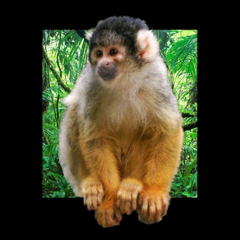 Skull monkey squirrel monkey
