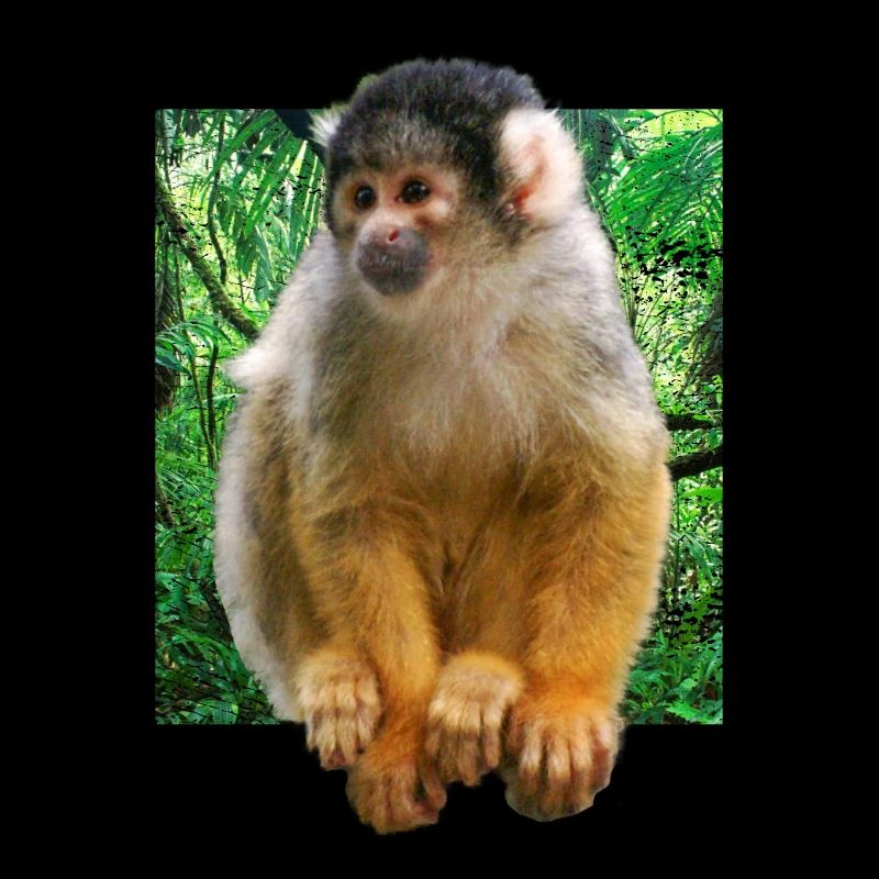 Squirrel monkey squirrel monkey