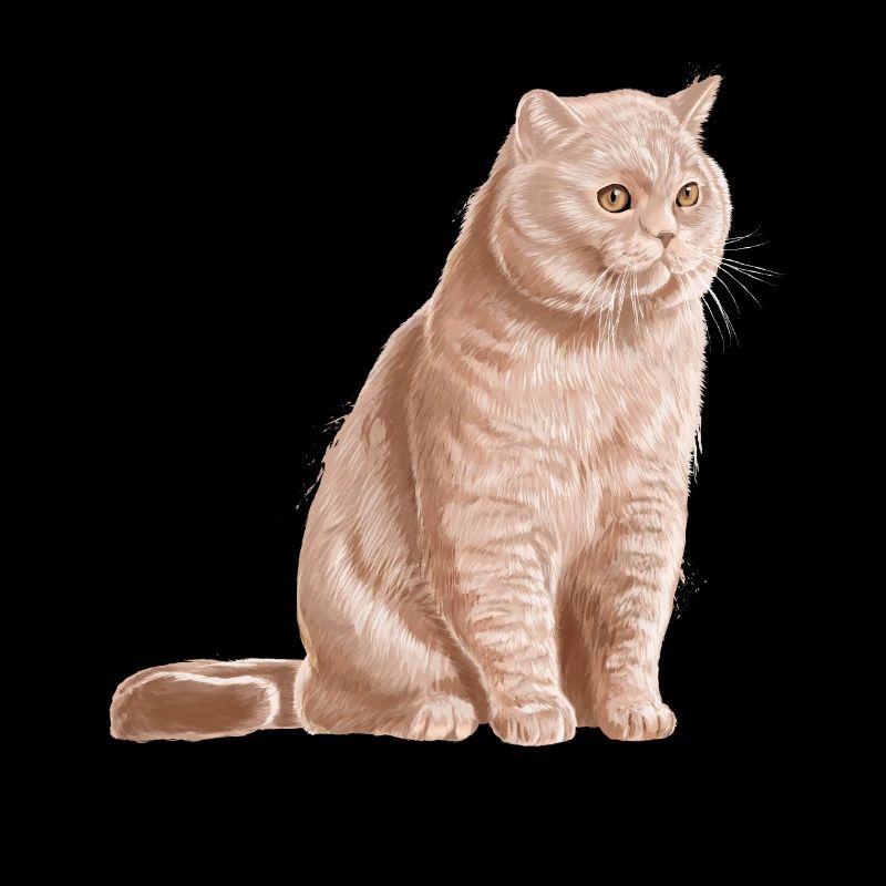 Chat British Shorthair de couleur crème