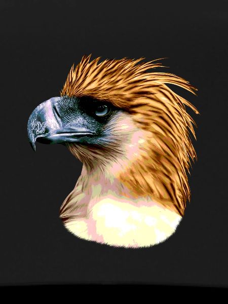 Philippine Eagle