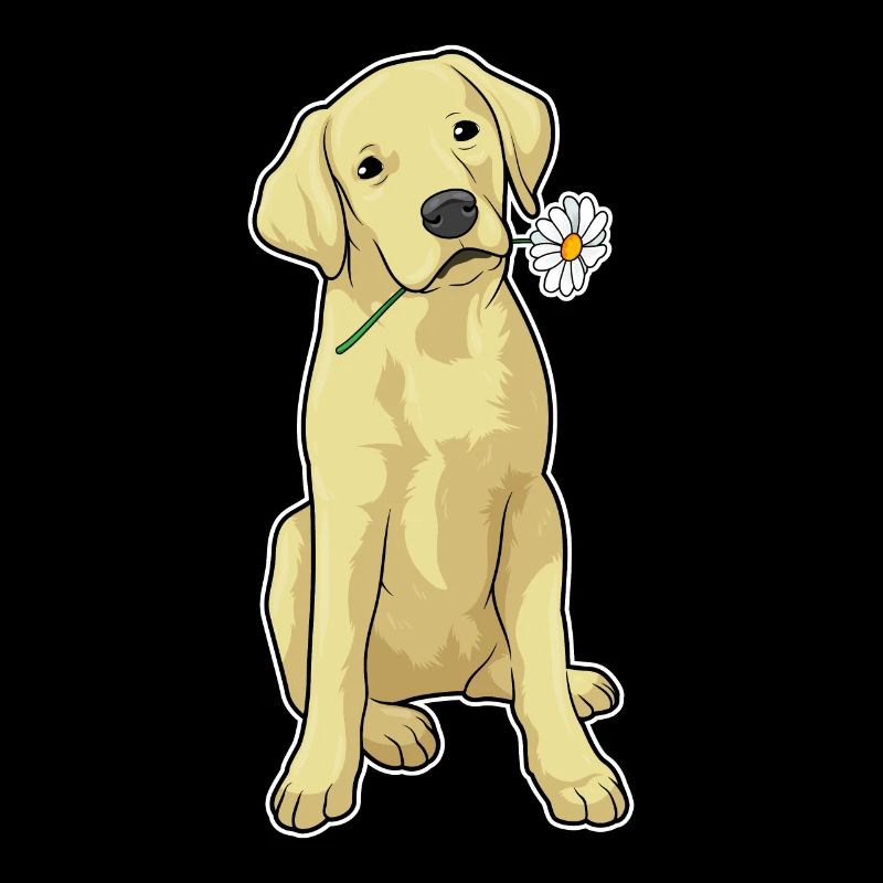 Labrador Gänseblümchen